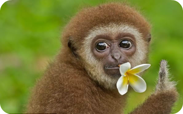 [animales%2520con%2520flor%2520%25281%2529%255B3%255D.png]