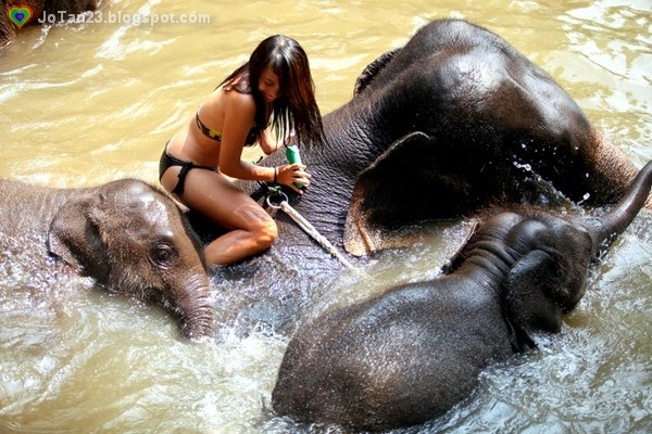 [things-to-do-in-chiang-mai-patara-elephant-farm-swimming-with-elepants%255B1%255D%255B1%255D.jpg]