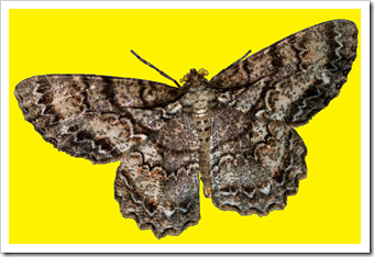 moth6 moth6