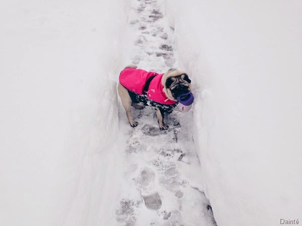 luna the pug snow slovenia dainte winter season