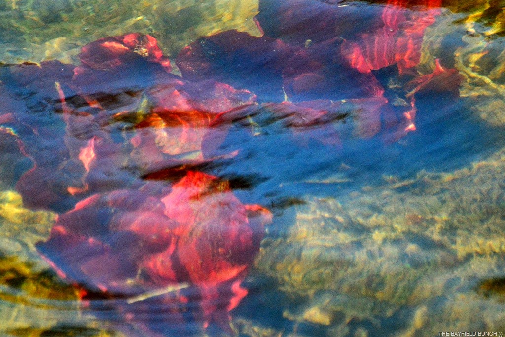 [DSC_0030%255B3%255D.jpg]