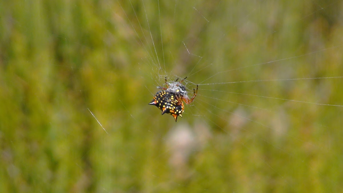Australian jewel spider
