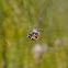 Australian jewel spider