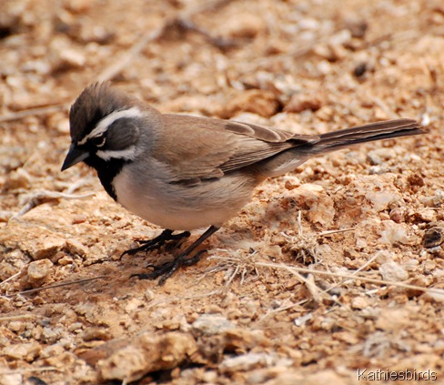 6. Black-throated sparrow-kab