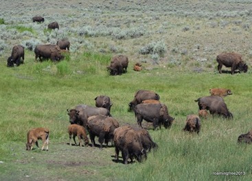 Bison Herd at Slough Creek
