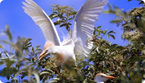 Airone-guardabuoi-2_scheda_specie_grande Airone-guardabuoi-2_scheda_specie_grande