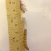 Mealworm/Mealworm pupa/Mealworm beetle