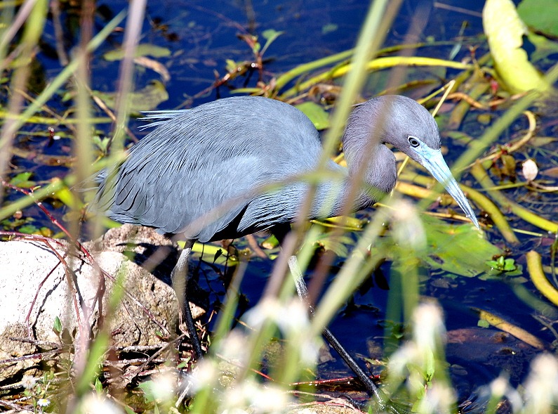 [13a%2520-%2520Little%2520Blue%2520Heron%255B6%255D.jpg]