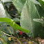 Singapur - Ogród Botaniczny - koliber