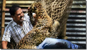 Leopardo ataca homem na Índia Foto: AP Photo