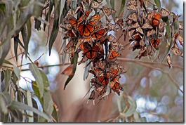Monarch-Butterflies-2008