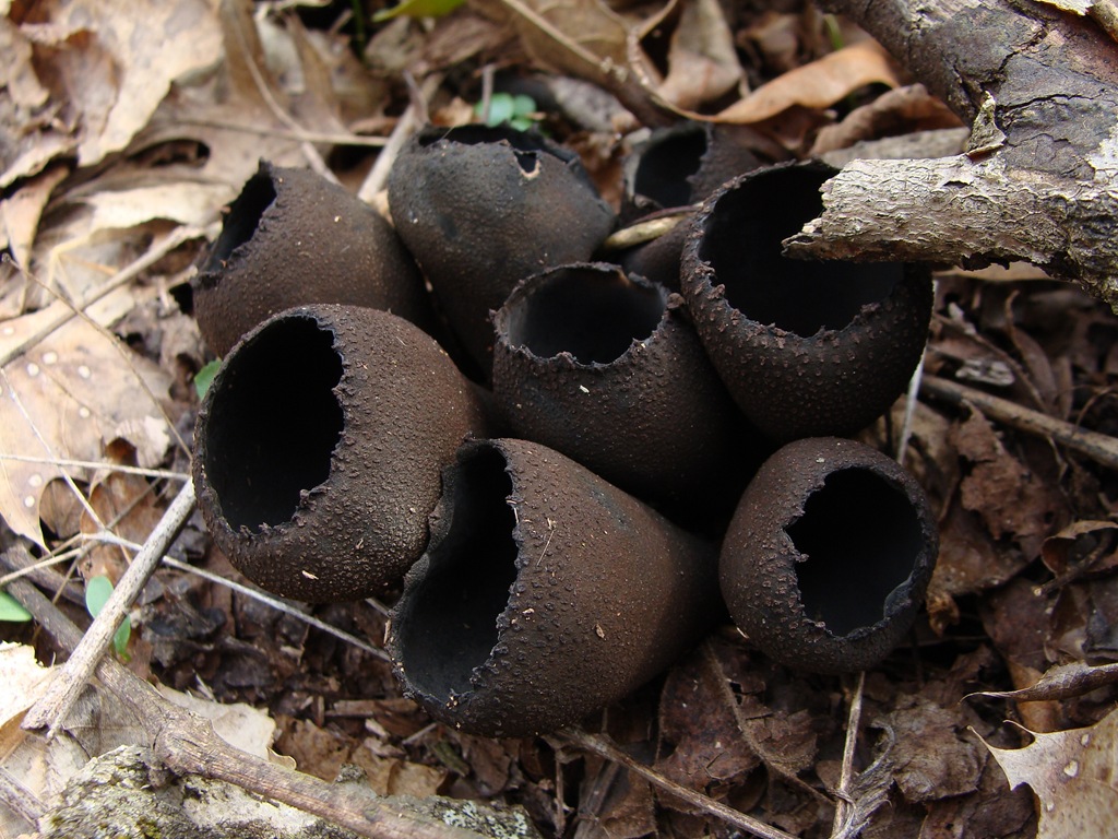 [Urnula-craterium7.jpg]