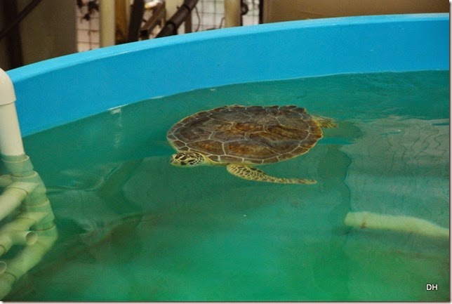 03-21-15 A GA Sea Life Turtle Center (36)