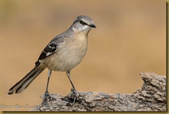 Northern Mockingbird - Minus polyglottos