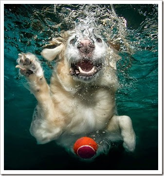 Amazing-photos-of-swimming-dogs-9581
