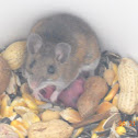 Deer Mouse