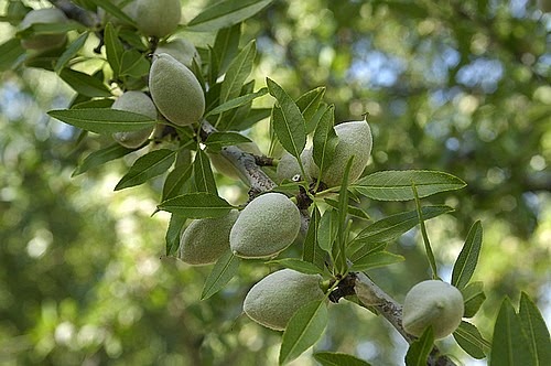 [almond-tree-01%255B2%255D.jpg]