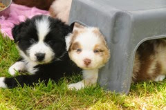 Australian Sheepdog Pups