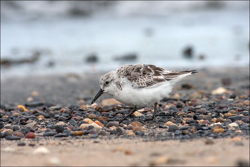 Sanderling