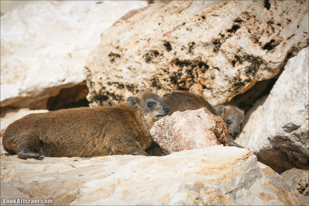 Даманы - израильские родственники слонов | LookAtIsrael.com - Фото путешествия по Израилю