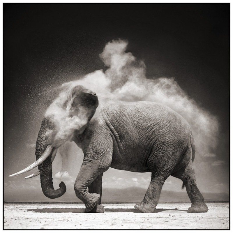 9 Elephant With Exploding Dust