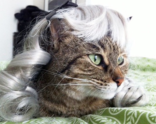 catwigs05