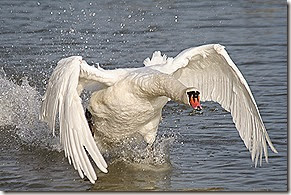 swan on the rampage