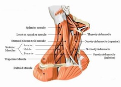 Neck-Muscles Neck-Muscles