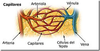 vasos capilares