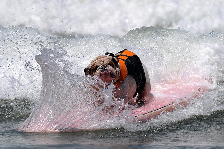 6th-surf-dog-comp7