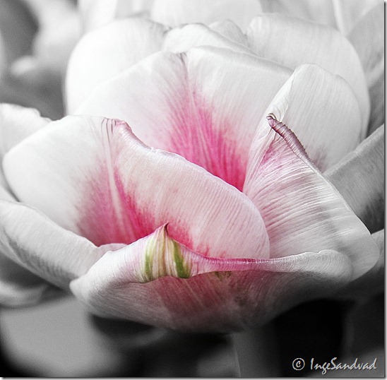 redigeret - gråtone fyldt tulipan