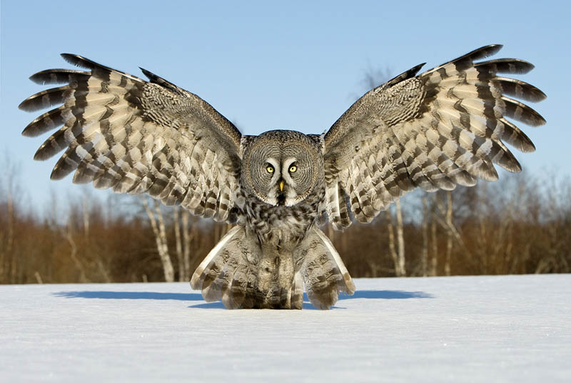 Great grey owl wings spread