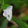 Drepanid moth
