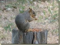 WLSquirrel1