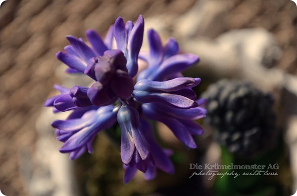 Color you happy - Powerful violet (3)