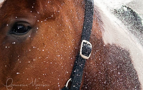 Francesca Morrison Photography