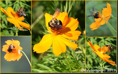 bee collage2