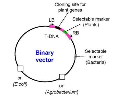 binary vector
