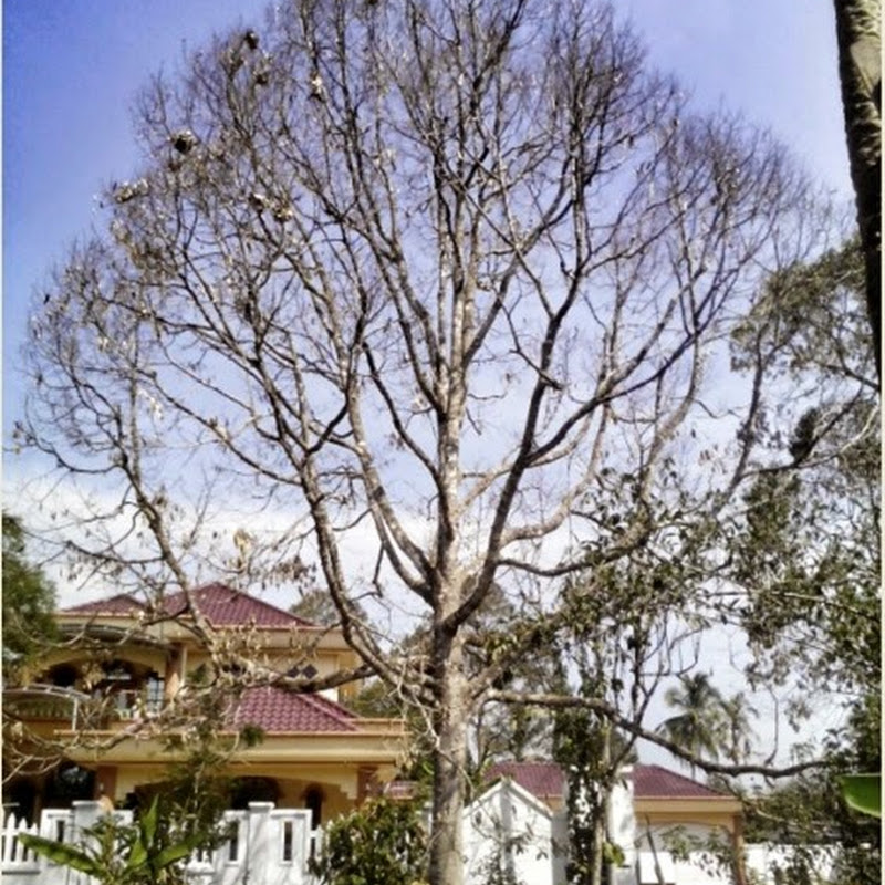 Musim Kemarau di Kuala Terengganu