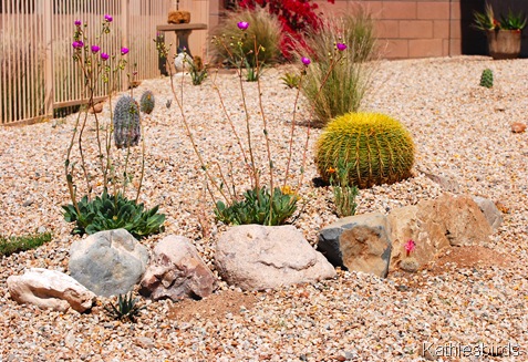 2. cactus garden-kab
