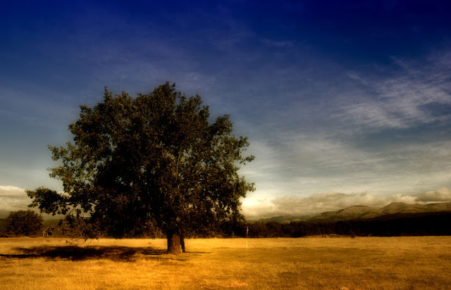 Arbol de las hadas León.jpg