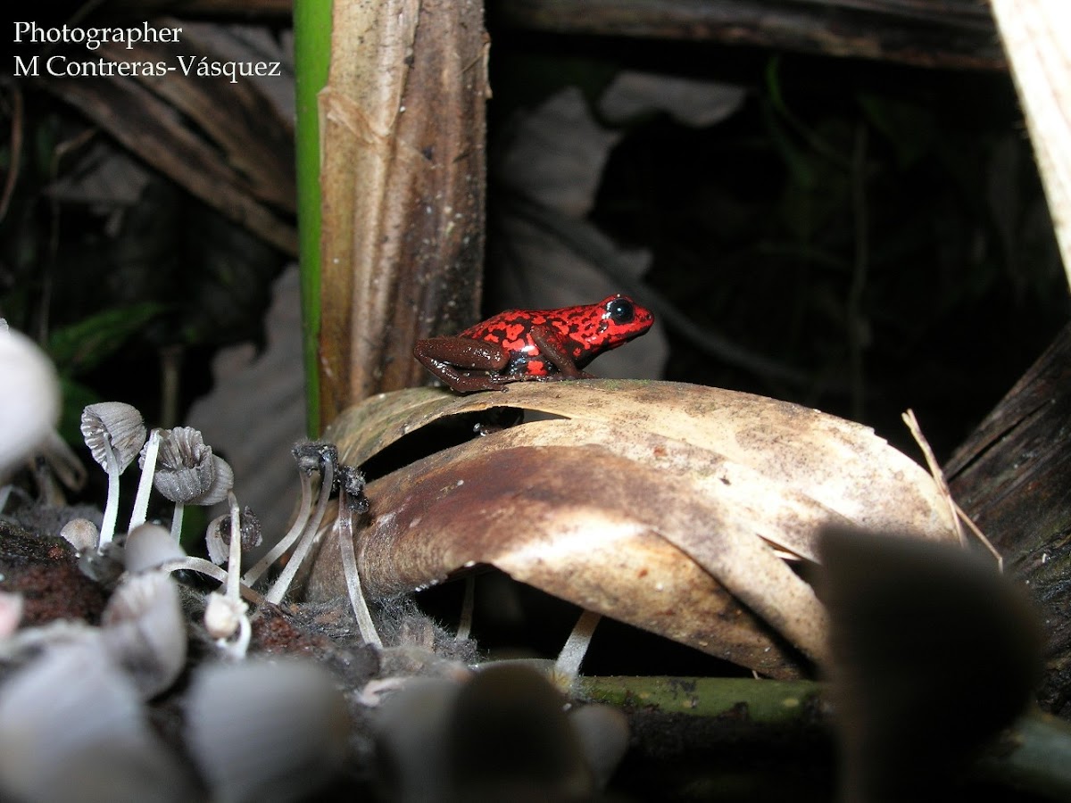 strawberry poison-dart frog