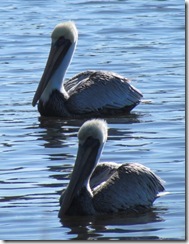 Pelicans at Huntington Beach