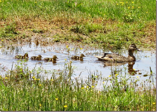 DUCKS3IMG_3538