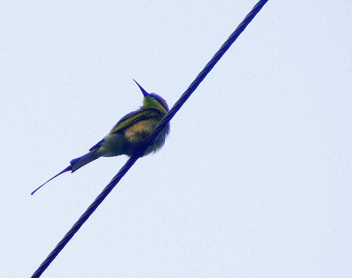 small bee eater