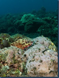 IMG_6237 IMG_6237