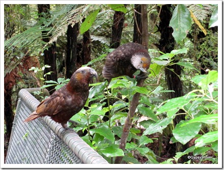 These Kaka's are quite comical and dive bombed us from above.