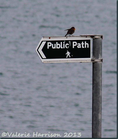 21-robin-on-footpath-sign