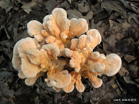 Laetiporus close