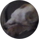 Image Google de Nicolas Berthier